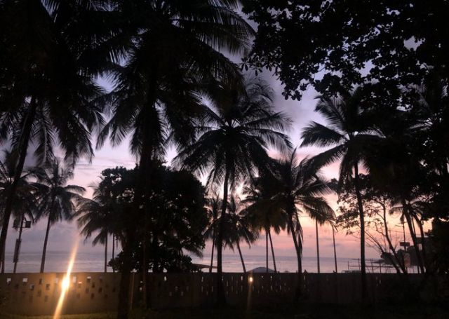 A sunset seen through palm trees
